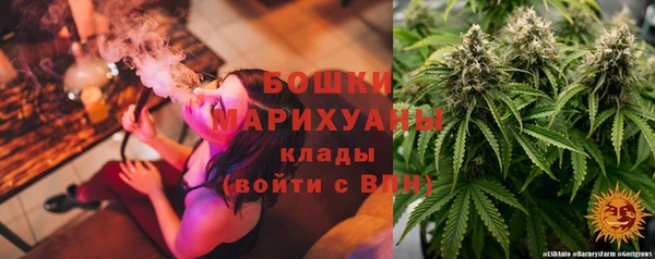 сатива Беломорск