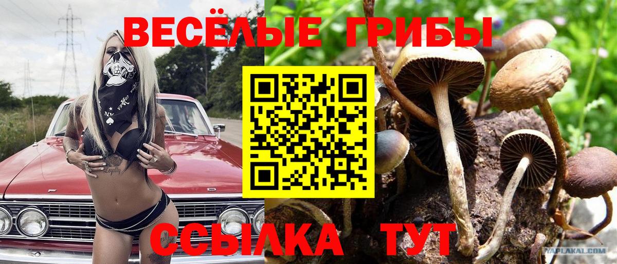 Галлюциногенные грибы Psilocybe  Вход с VPN  Скопин 